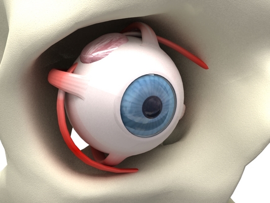 Product picture Detailed 3D MODEL cg EYE 3ds MAX vray with maps
